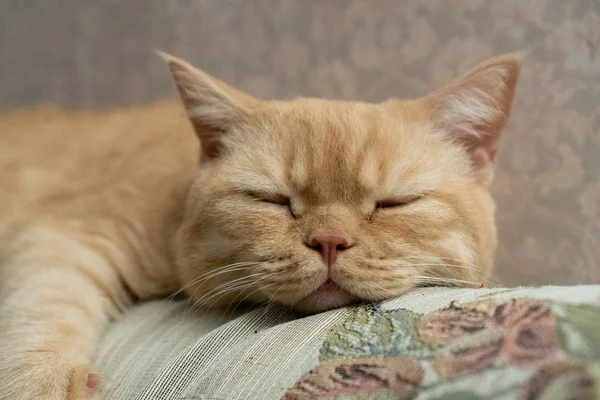 スコティッシュ レッド キャットはソファの後ろで甘い眠り — ストック写真