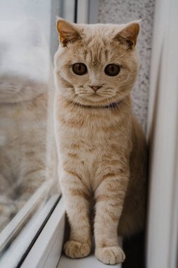 İngiliz cinsinin kedisi ve açık renk pencerenin kenarındaki pencere pervazında oturuyor.