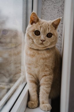 İngiliz cinsinin kedisi ve açık renk pencerenin kenarındaki pencere pervazında oturuyor.