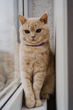 İngiliz cinsinin kedisi ve açık renk pencerenin kenarındaki pencere pervazında oturuyor.