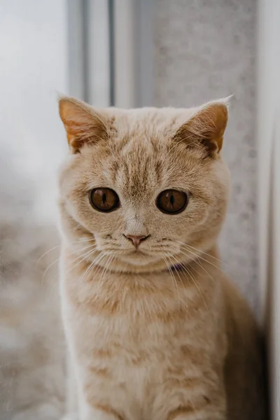 Γάτα Της Βρετανικής Φυλής Και Ανοιχτό Χρώμα Κάθεται Ένα Περβάζι — Φωτογραφία Αρχείου