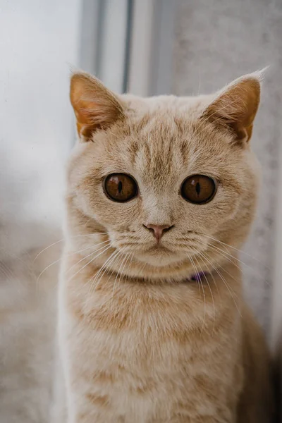 Macska Ból Brit Tenyészt Fény Befest Ablakpárkány Közel Ablak — Stock Fotó