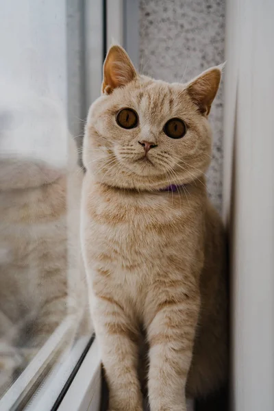 Gato Raza Britanica Color Claro Sienta Windowsill Cerca Ventana —  Fotos de Stock