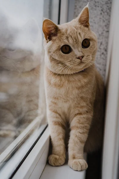 Kot Brytyjskiej Rasy Jasnego Koloru Siedzi Parapecie Pobli Okna — Zdjęcie stockowe