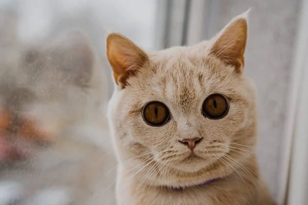 Gato Raça Britânica Cor Clara Senta Uma Janela Perto Janela — Fotografia de Stock