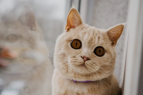 Кіт Британської Породи Світлого Кольору Сидить Підвіконні Біля Вікна — стокове фото