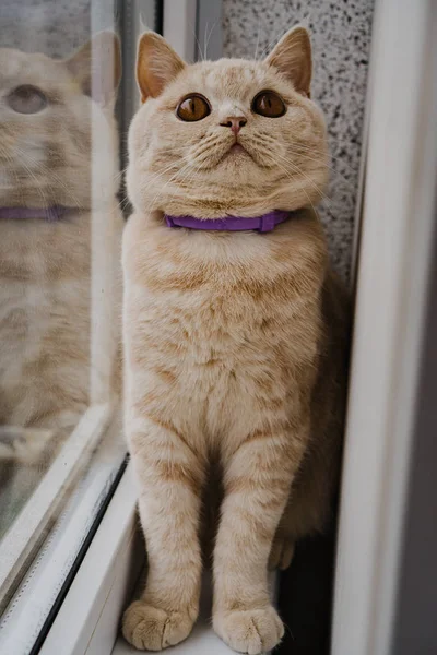 Katt Brittisk Ras Och Ljus Färg Sitter Ett Fönster Nära — Stockfoto