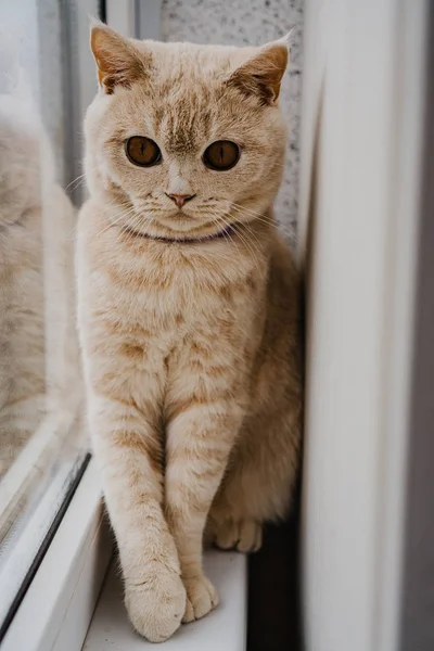 Cat British Breed Light Color Sits Windowsill Window — Stock Photo, Image