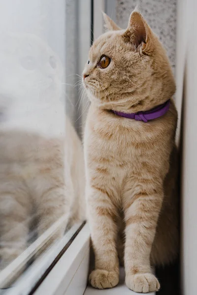 Katt Brittisk Ras Och Ljus Färg Sitter Ett Fönster Nära — Stockfoto