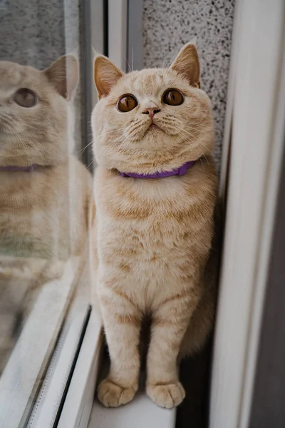 Gato Raza Britanica Color Claro Sienta Windowsill Cerca Ventana — Foto de Stock