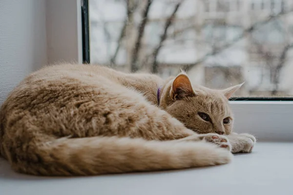 Gatto Britannico Colore Chiaro Trova Davanzale Della Finestra Vicino Vetro — Foto Stock