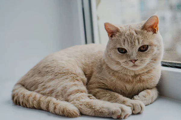 Gato Britânico Cor Clara Encontra Uma Janela Sill Perto Vidro — Fotografia de Stock