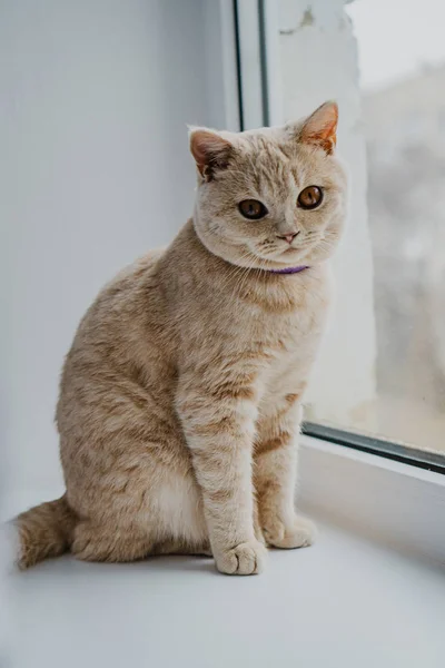 英国の品種と光の色の猫が窓の近くの窓に座っています — ストック写真