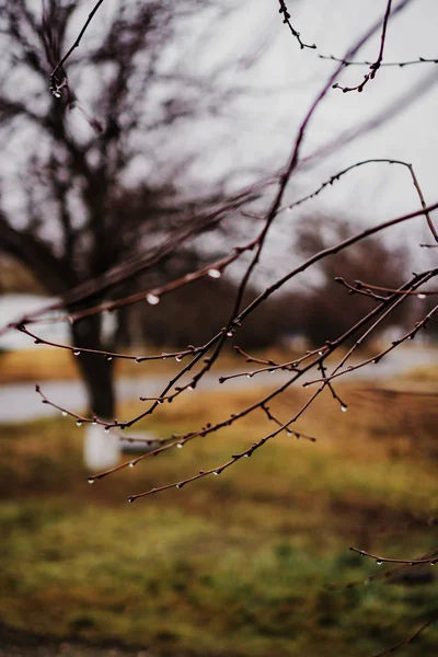 Algumas Gotas Ramo — Fotografia de Stock