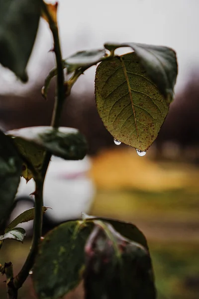 Unas Gotas Una Rama — Foto de Stock