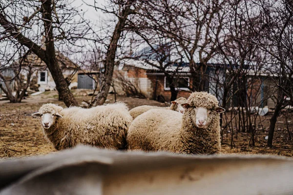 Sheep Look Fence — 스톡 사진