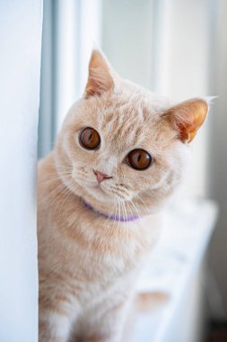 Hafif ırktan İngiliz bir kedi pencere kenarında oturur ve şaşırır.