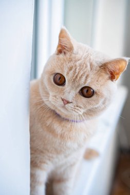 Hafif ırktan İngiliz bir kedi pencere kenarında oturur ve şaşırır.