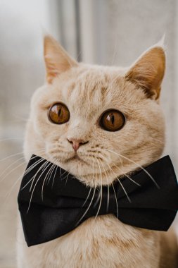 Siyah papyonlu İngiliz kısa hava kedisi pencerede oturuyor.