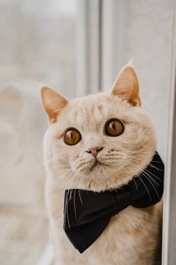 Siyah papyonlu İngiliz kısa hava kedisi pencerede oturuyor.