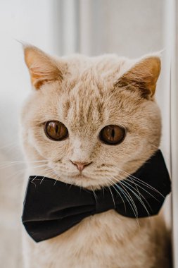 Siyah papyonlu İngiliz kısa hava kedisi pencerede oturuyor.