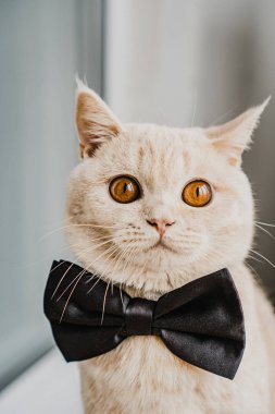 Siyah papyonlu İngiliz kısa hava kedisi pencerede oturuyor.