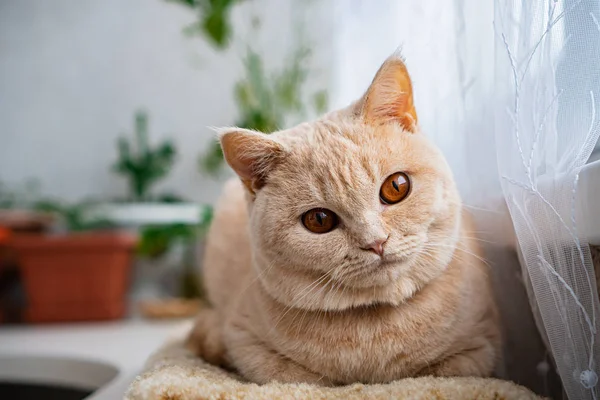 Βρετανίδα Κοντή Γάτα Βρίσκεται Ένα Περβάζι Του Παραθύρου — Φωτογραφία Αρχείου