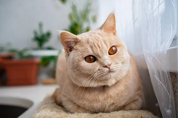 British Cat Sits Windowsill — Stock Photo, Image