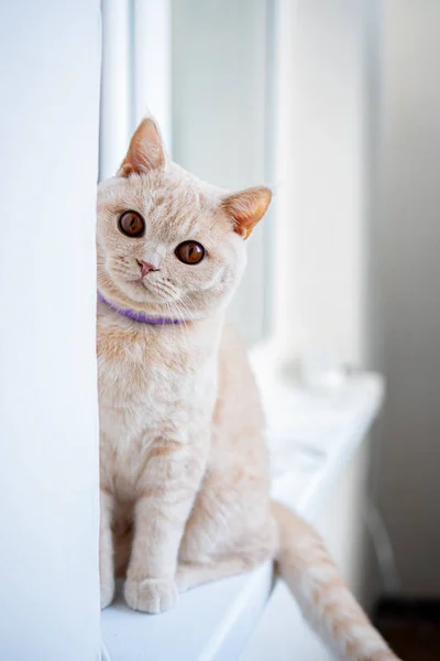 英国の血統猫の光の品種は窓の上に座って驚きを見て — ストック写真