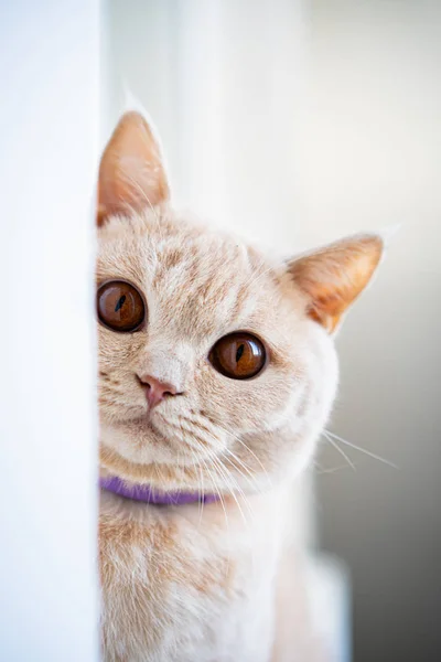 Britse Stamboom Kattenkop Van Licht Ras Zit Een Vensterbank Ziet — Stockfoto