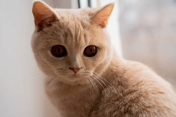 英国の血統猫の光の品種は窓の上に座って驚きを見て — ストック写真