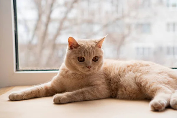 British Shorthair Cat Couché Sur Rebord Fenêtre — Photo