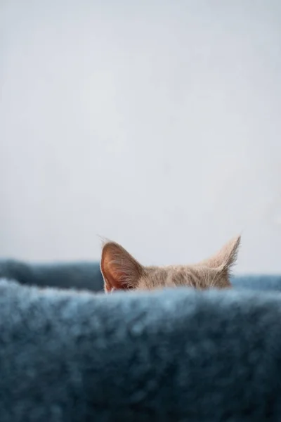 Mirada Gato Desde Sofá — Foto de Stock