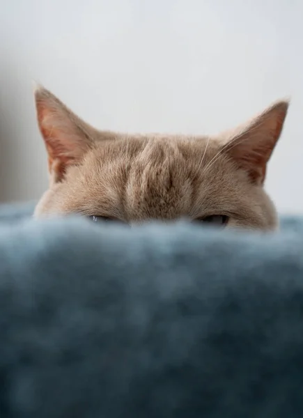 Mirada Gato Desde Sofá — Foto de Stock