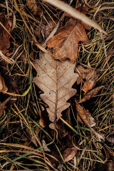 Hojas Otoño Suelo — Foto de Stock