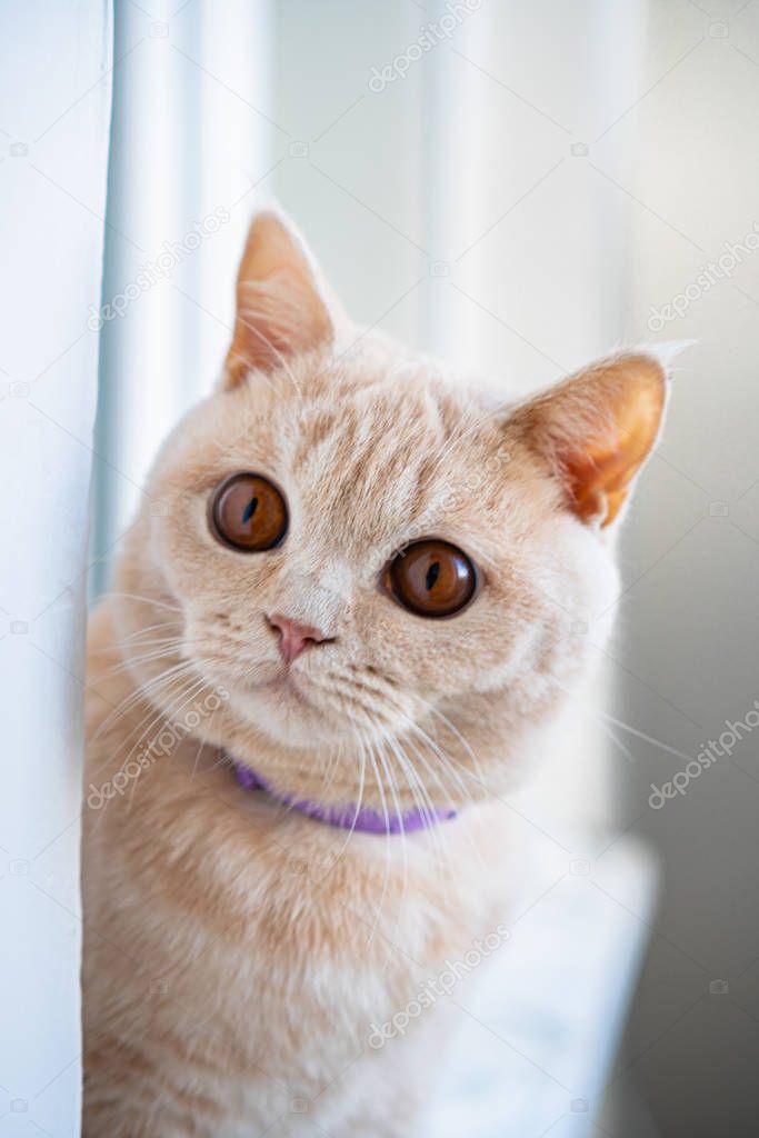 British pedigree cat of light breed sits on a windowsill and looks in surprise