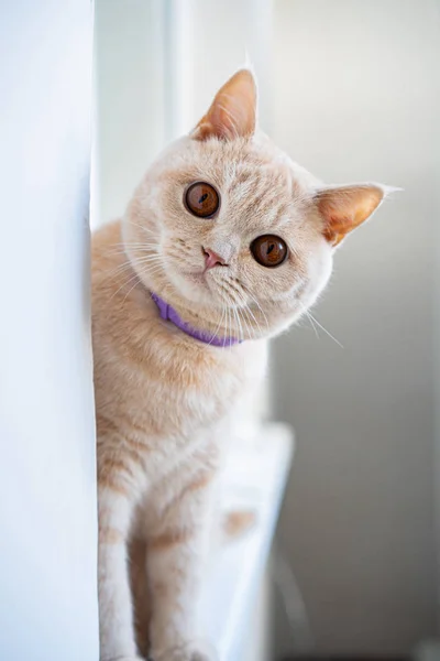 Gato Pedigrí Británico Raza Ligera Sienta Una Ventana Mira Con —  Fotos de Stock