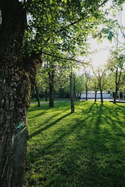 shadows from the trees on the lawn