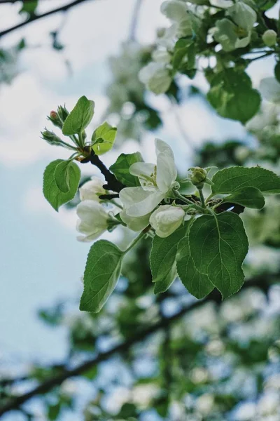 Primavera Árvore Maçã Com Flores — Fotografia de Stock