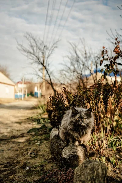 Домашняя Кошка Стоит Саду — стоковое фото