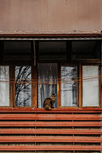 Домашняя Кошка Сидит Балконе — стоковое фото