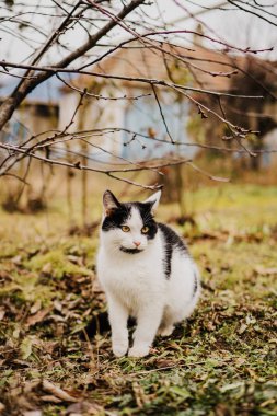 cat sits under a branch