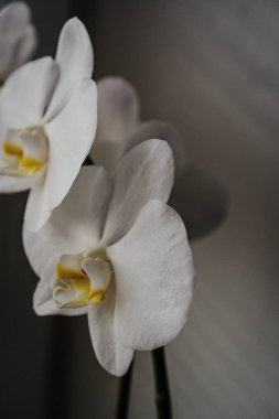 white blooming orchids on the window