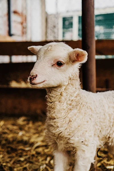 Dvě Jehňata Farmě — Stock fotografie