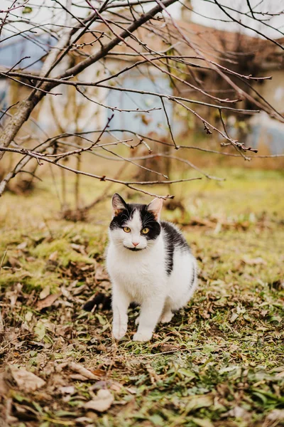 Kočka Sedí Větvi Zahradě — Stock fotografie
