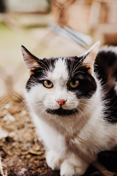 Olhar Gato Doméstico Mal — Fotografia de Stock
