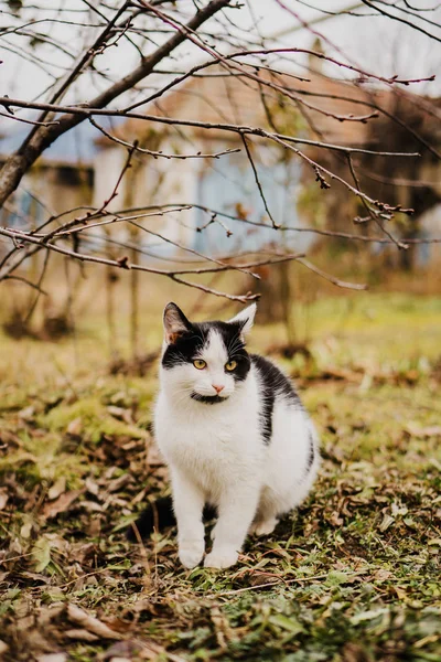 Cat Sits Branch — Stok fotoğraf