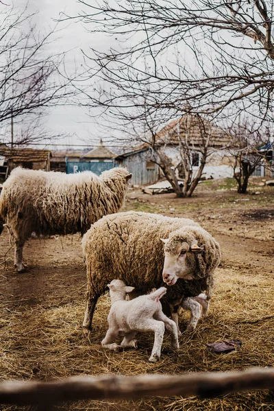 Ovelhas Com Pequeno Cordeiro — Fotografia de Stock