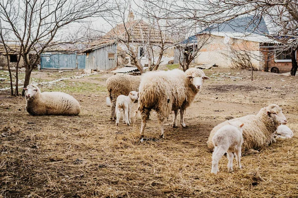 Ovelhas Com Pequeno Cordeiro — Fotografia de Stock