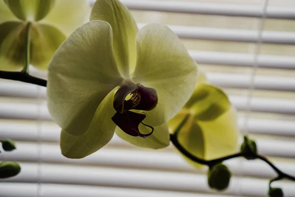 Orchidee Verdi Fiorite Sulla Finestra — Foto Stock